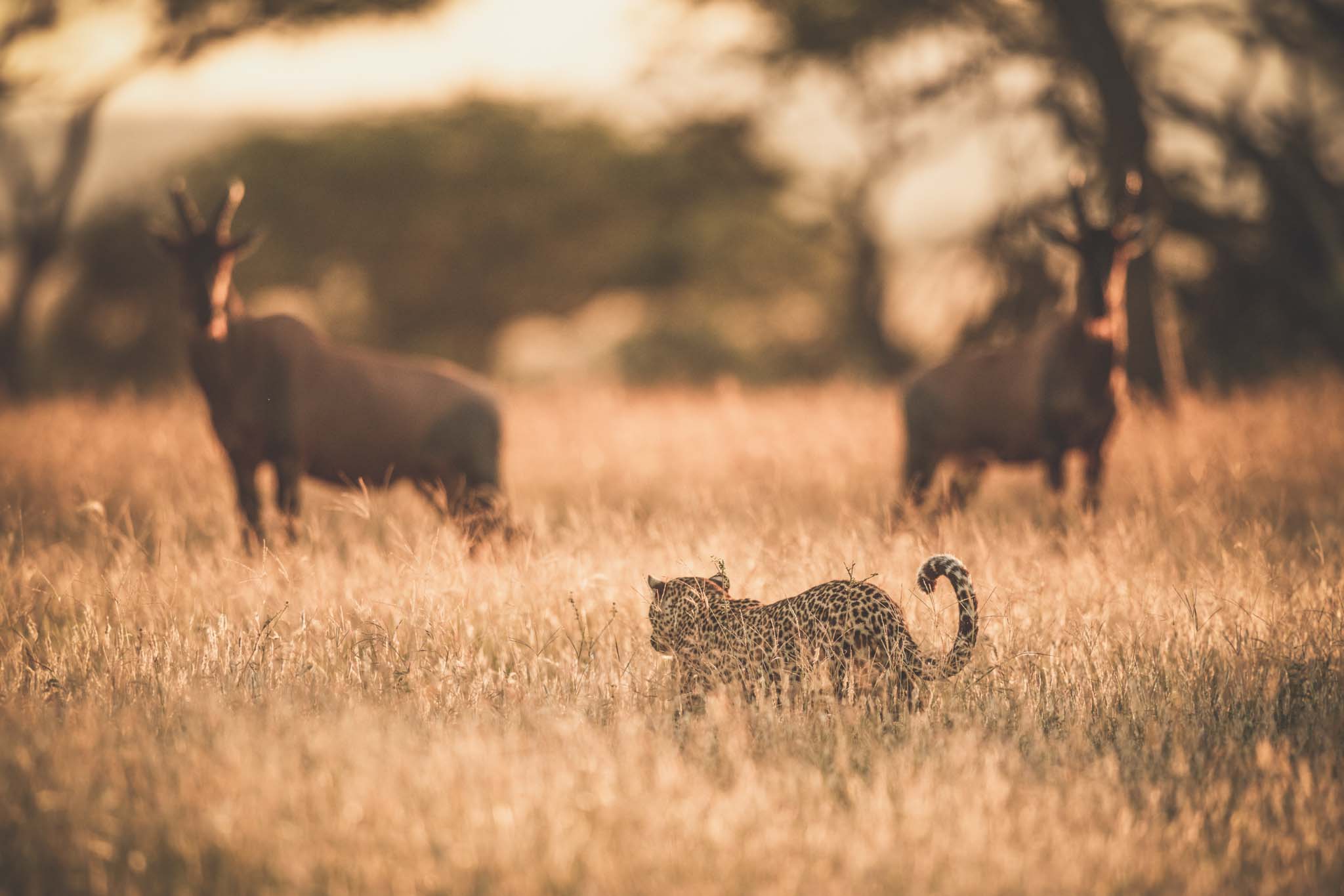 About Hadzabe Safari Adventure