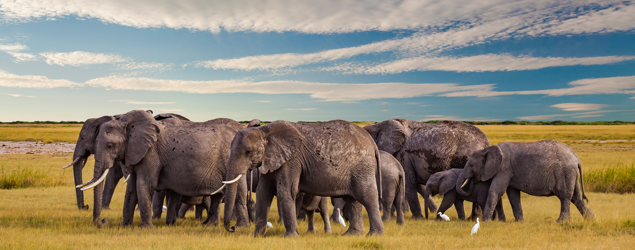 Contact Hadzabe Safari Adventure