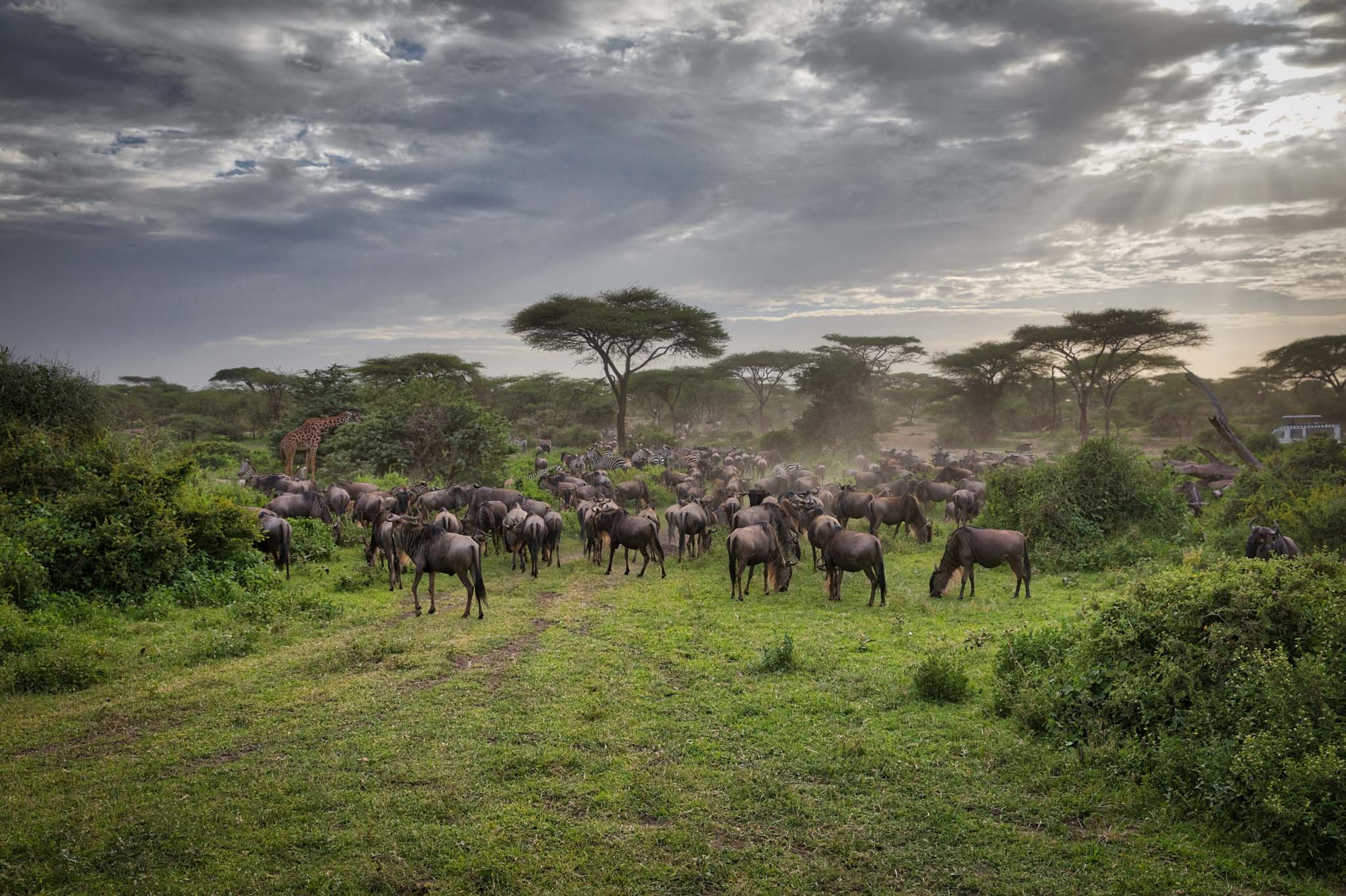 Why Choose Hadzabe Safari