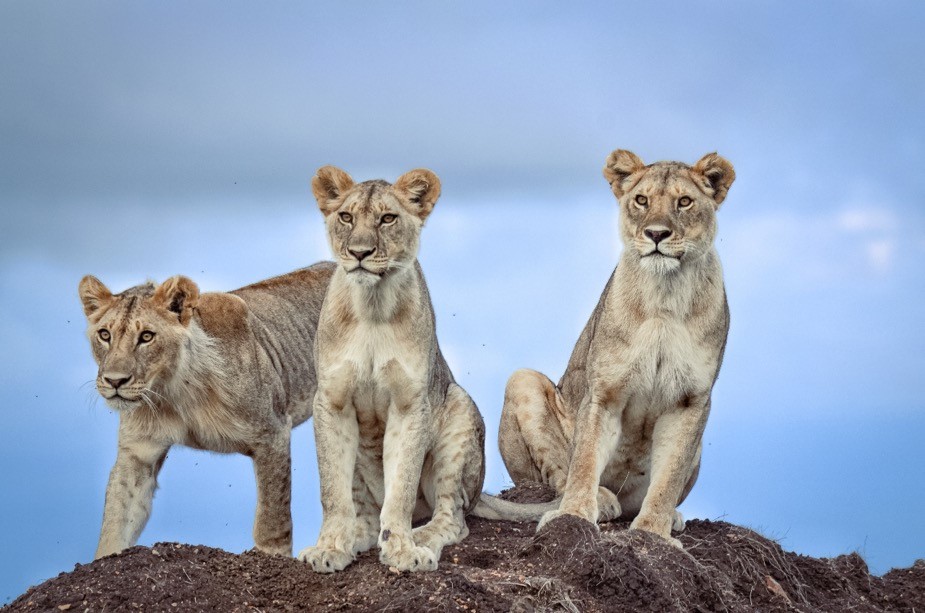 A Wildlife Paradise