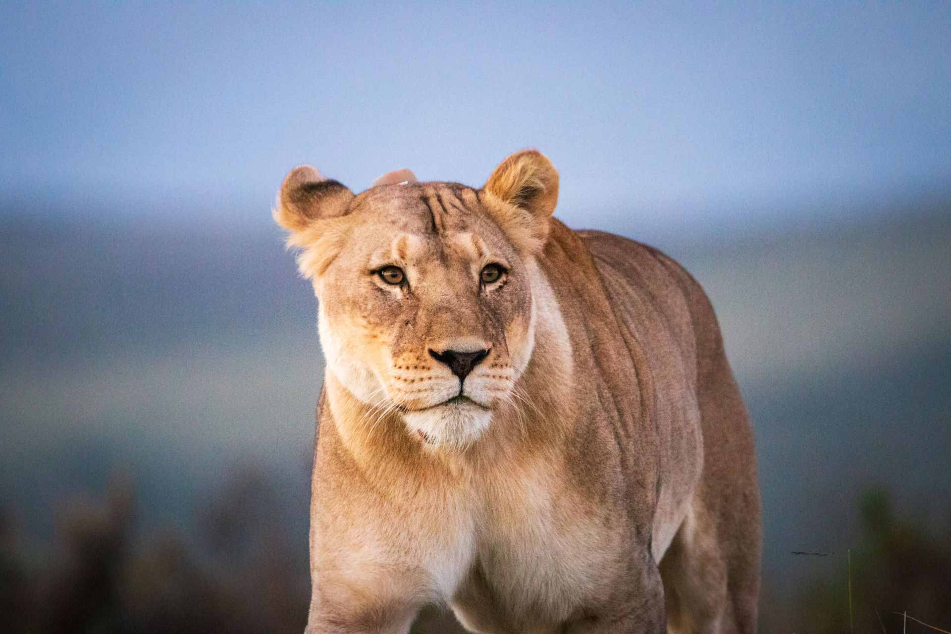 Nyerere National Park