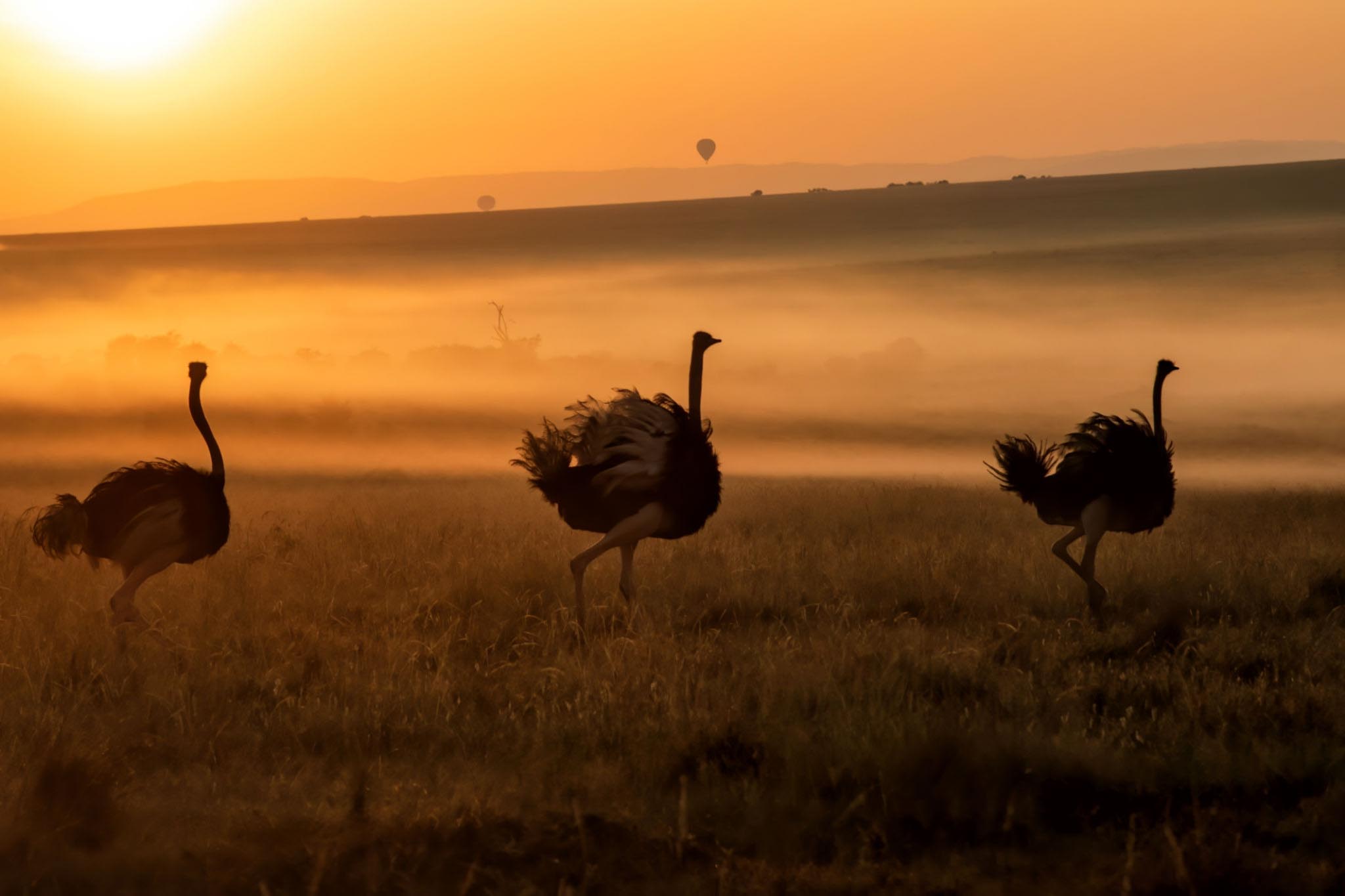 Triple Attractions Safari