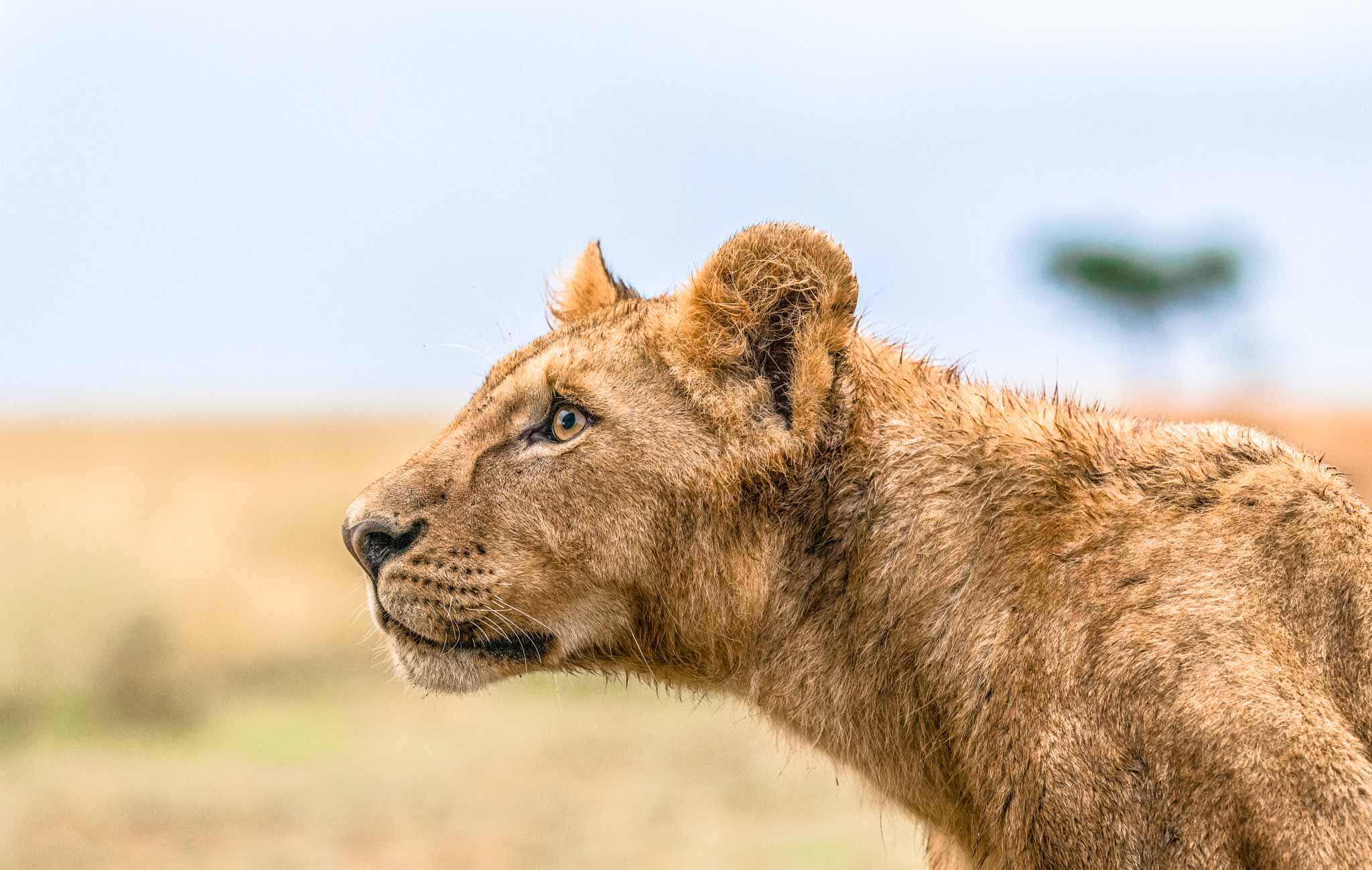 African Paradise Safari