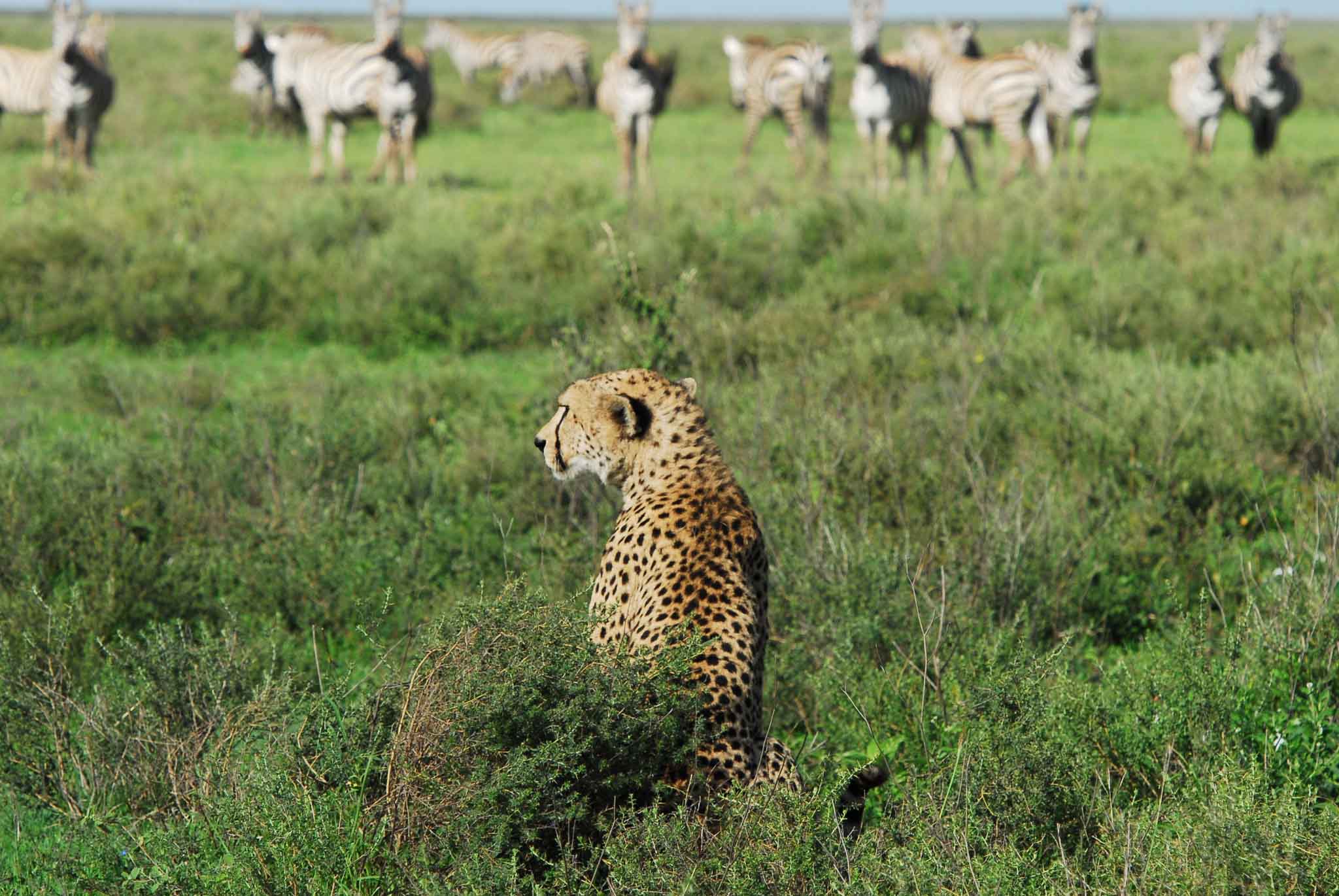 The Ultimate Treat Safari