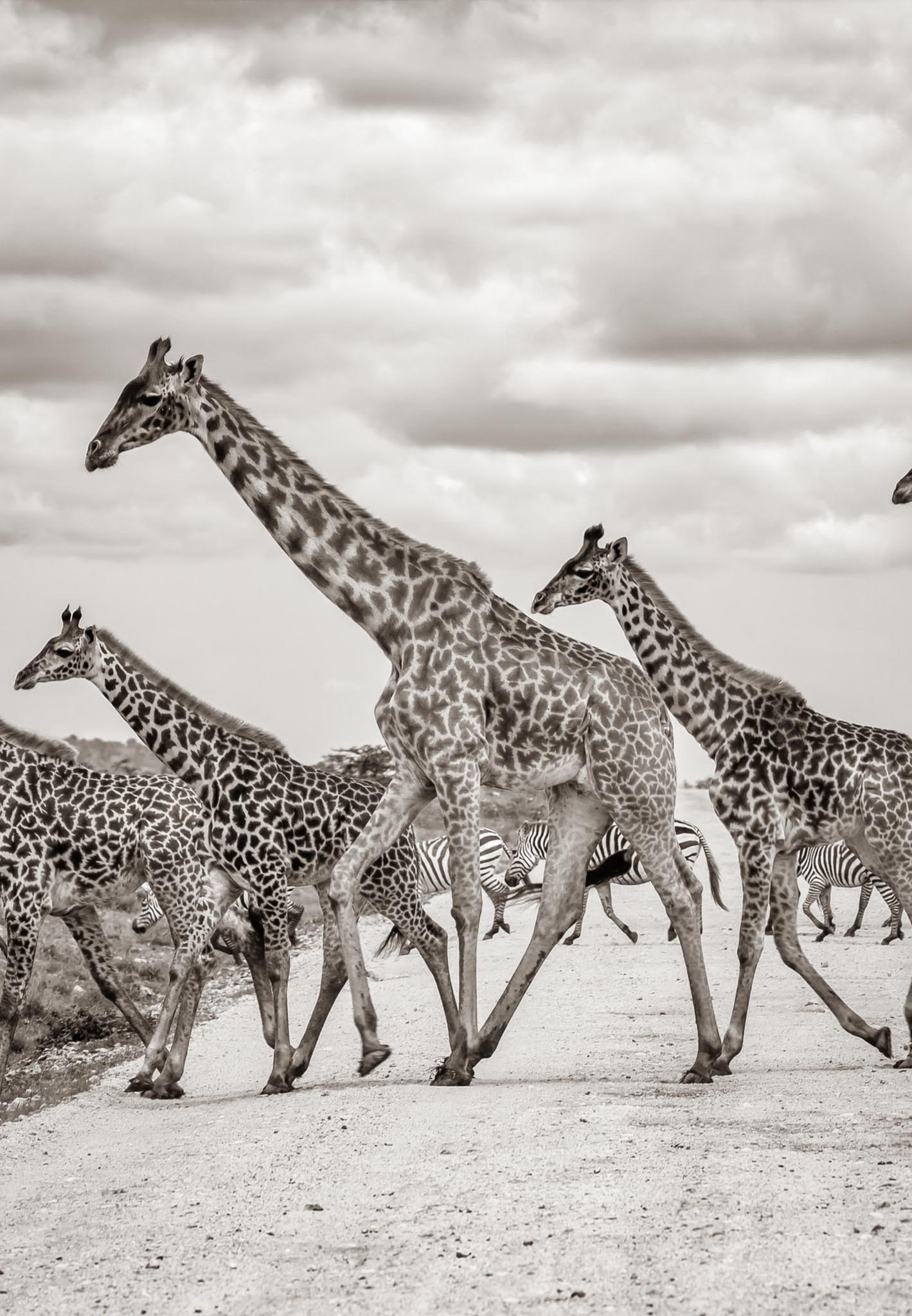 Wildebeest Migration