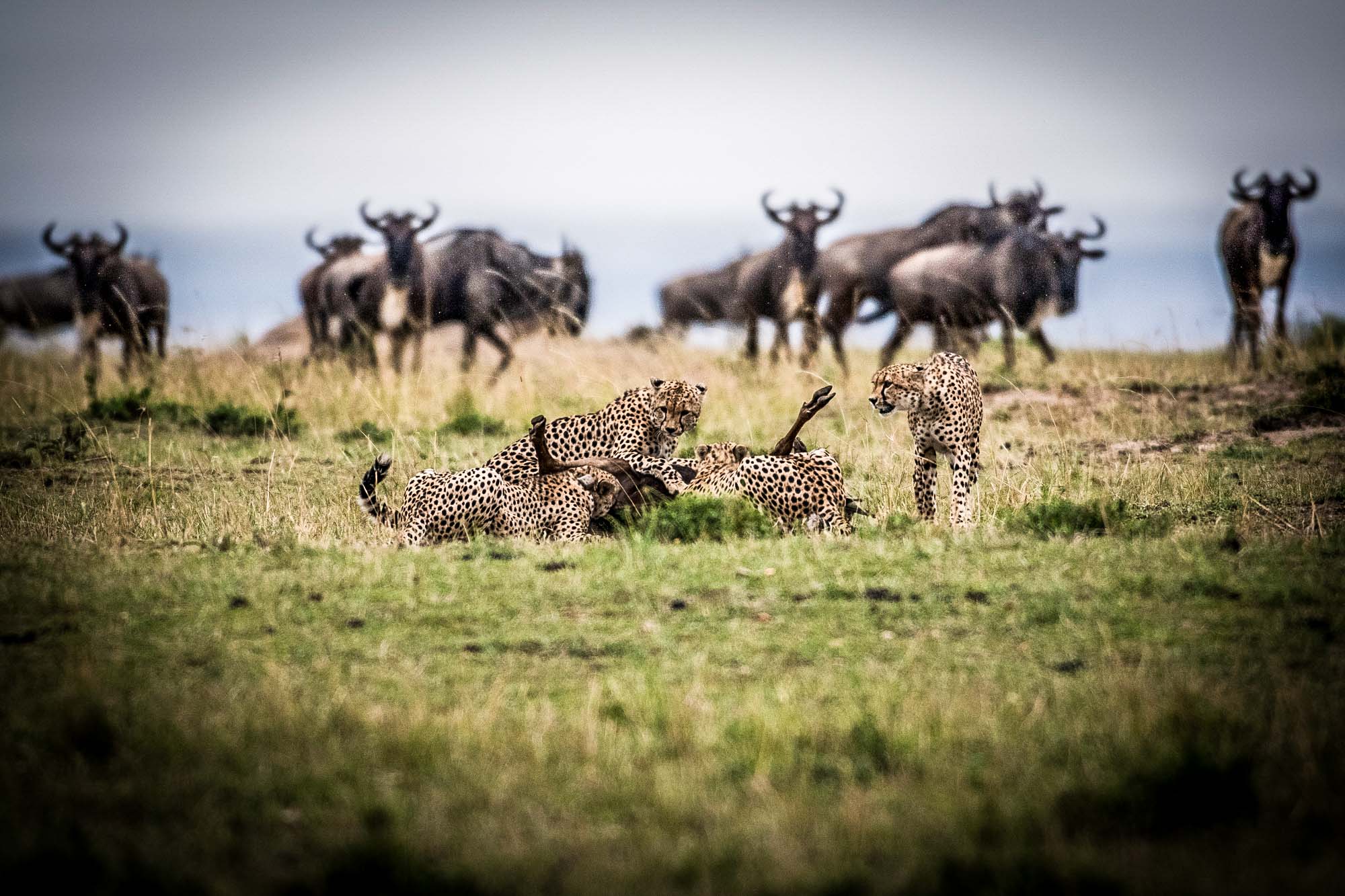 What Will You See on a Tanzania Safari