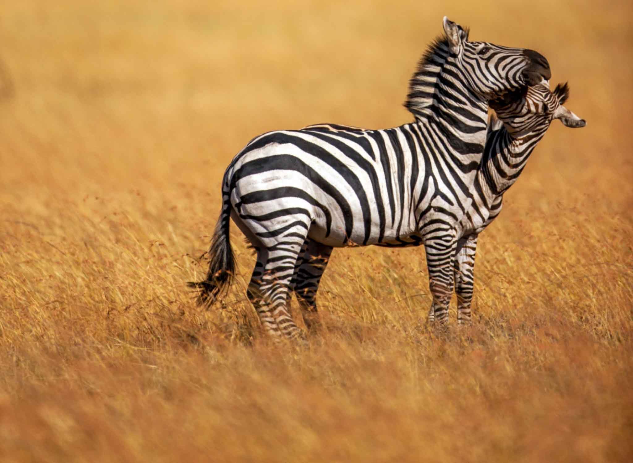 Mkomazi National Park