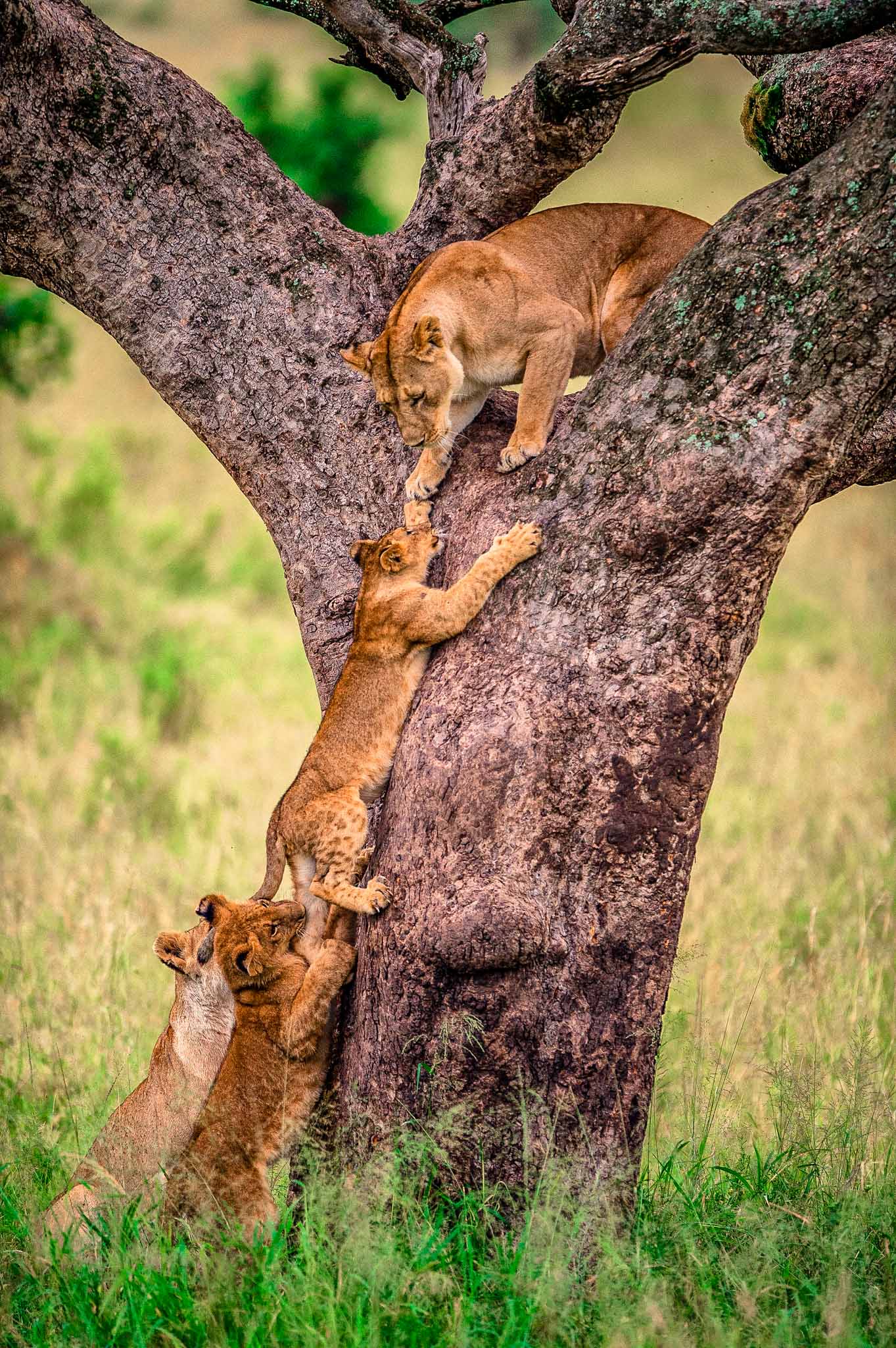 Family Safari
