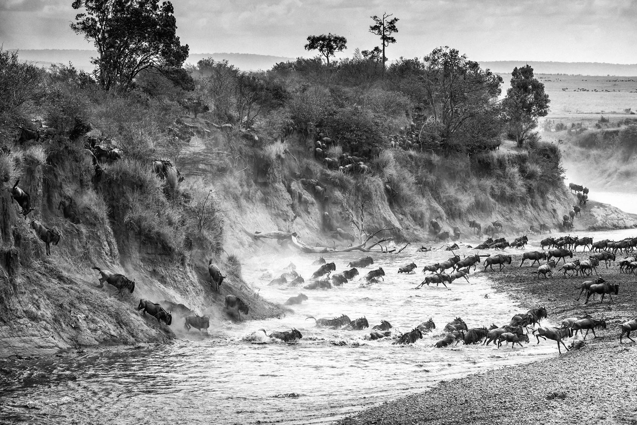 Wildebeest Migration