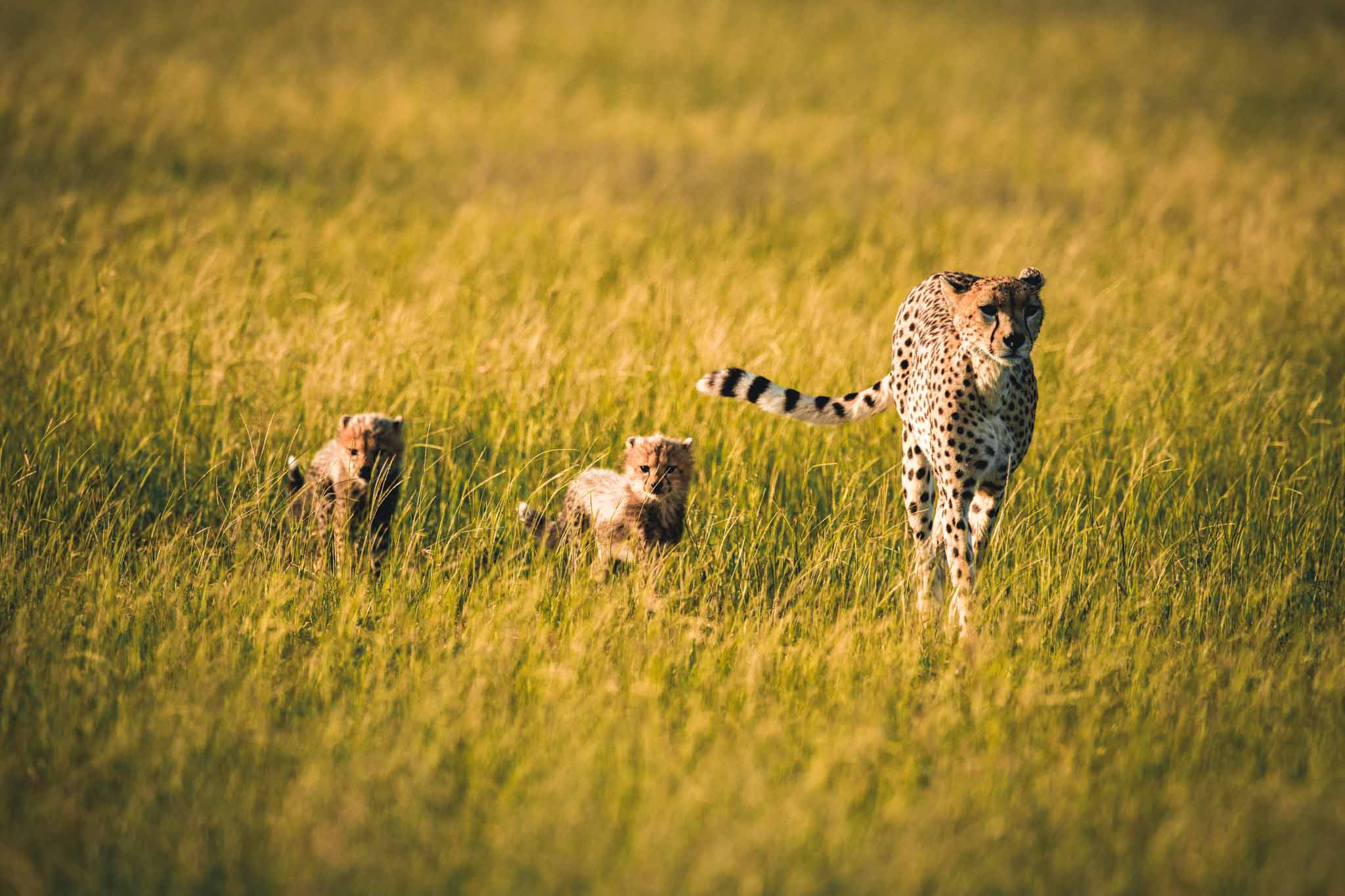 Best Family Friendly Safari Guide