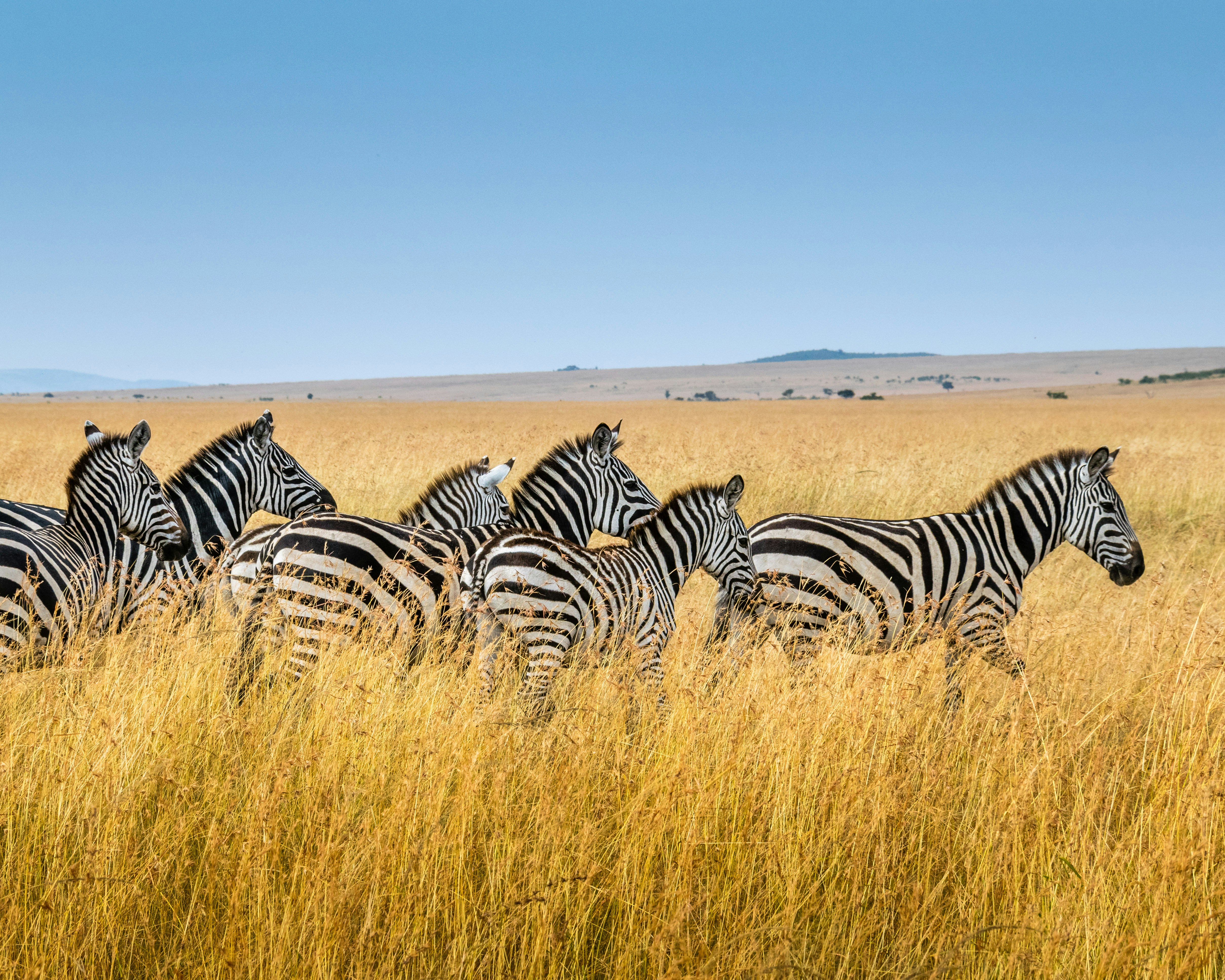 Mount Meru and Arusha National Park: Walking Safari, Wildlife and Major Attractions
